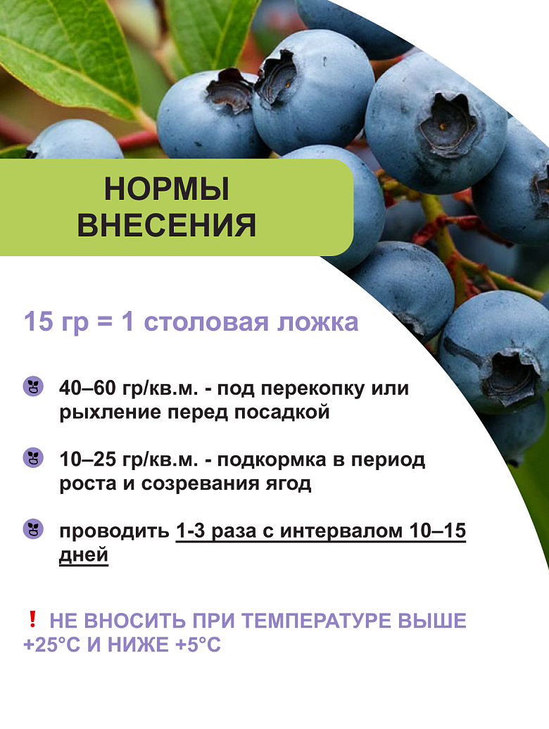 ежевика 3