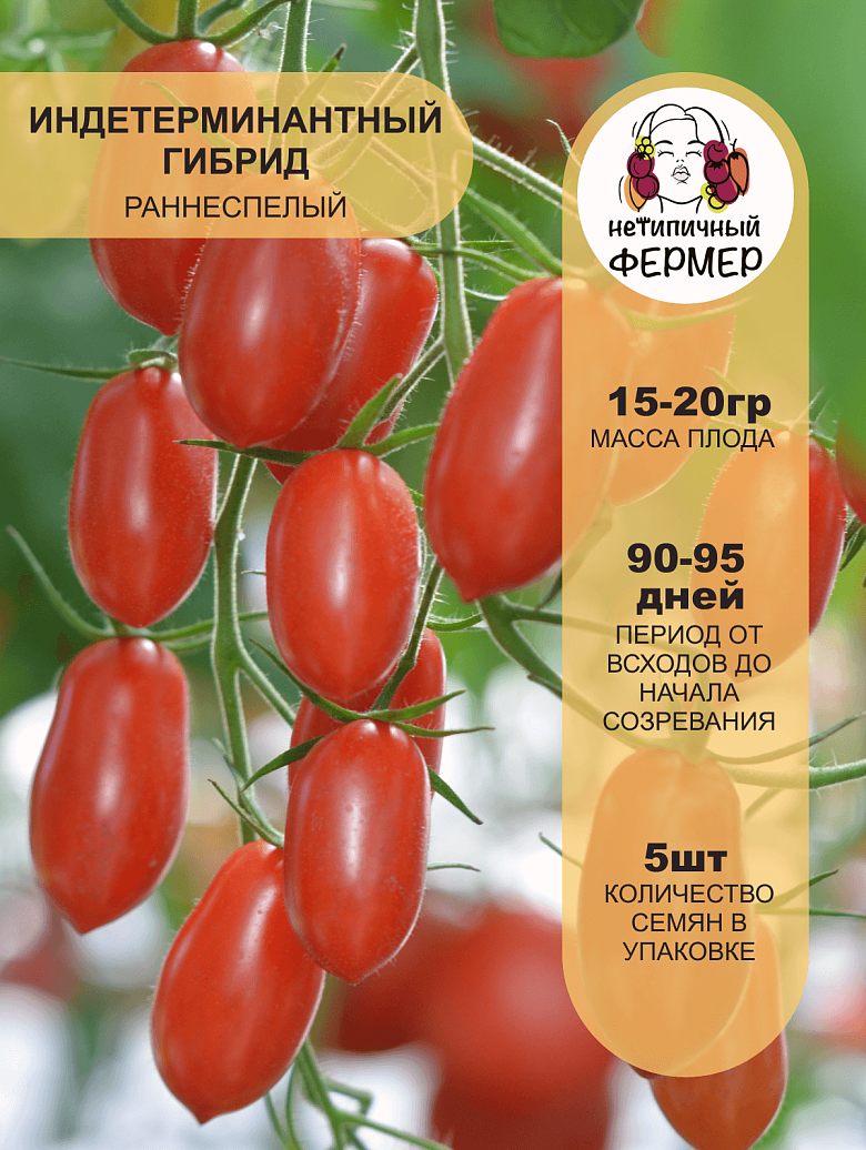 даечка2.png