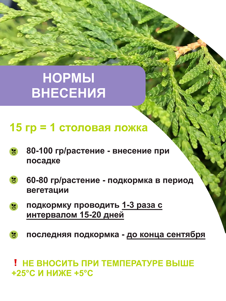 хвойные 3