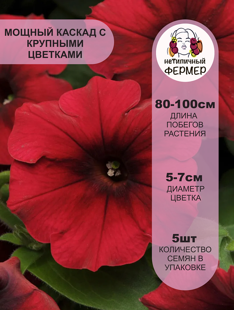 Изи Вейв Ред Велюр2