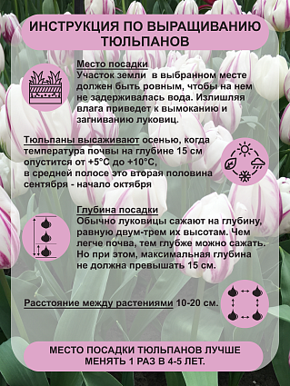 Тюльпан триумф Флейминг Флаг 10 шт