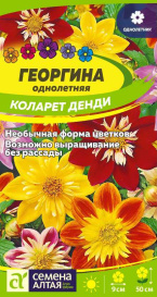 Георгина Коларет Денди (0,3г) СА