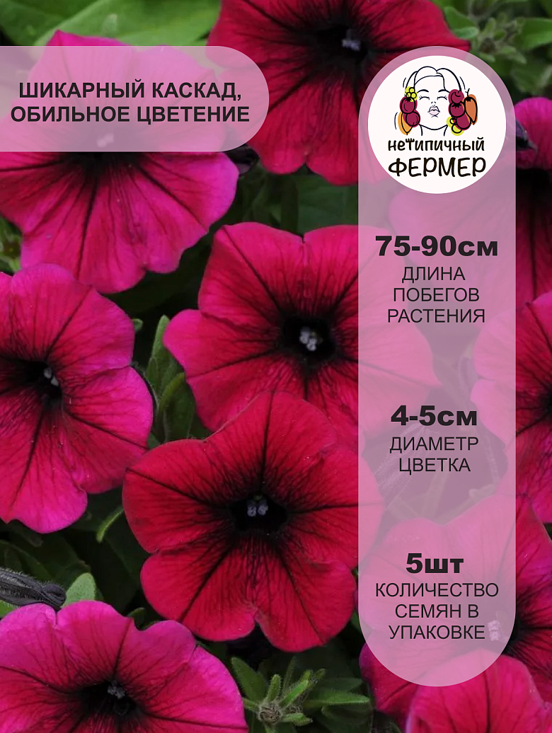 Шок Вейв Дип Парпл2