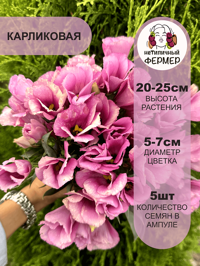 майли3.png