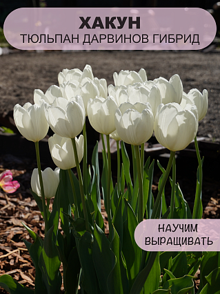 Тюльпаны луковицы Дарвинов гибрид Хакун 10шт