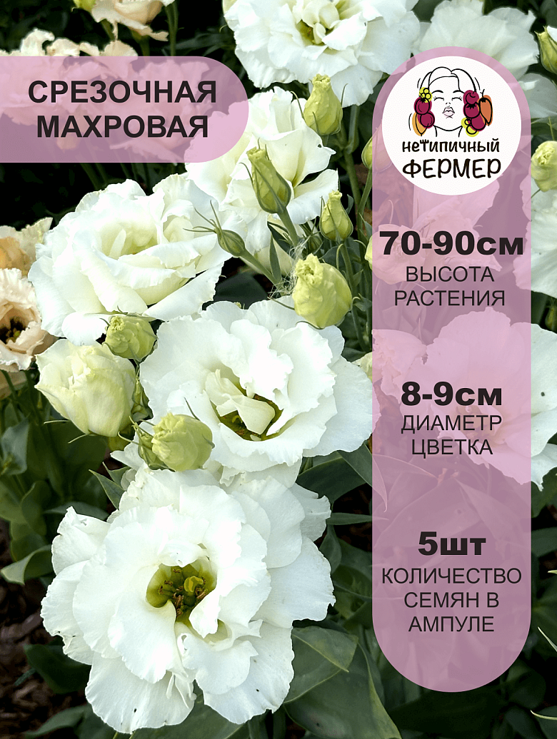 бриджит3.png