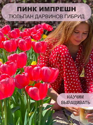 Тюльпан Пинк Импрешн 5 шт.