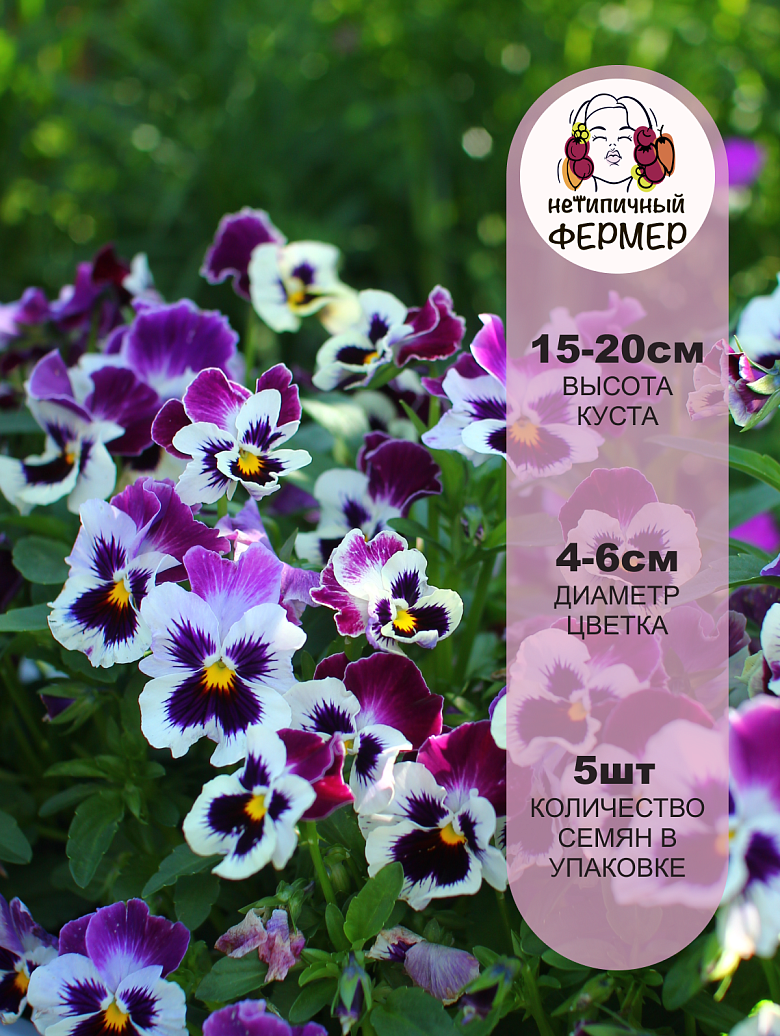 Фризл Сизл Распберри2