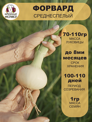Лук репчатый Форвард (1г) НФ