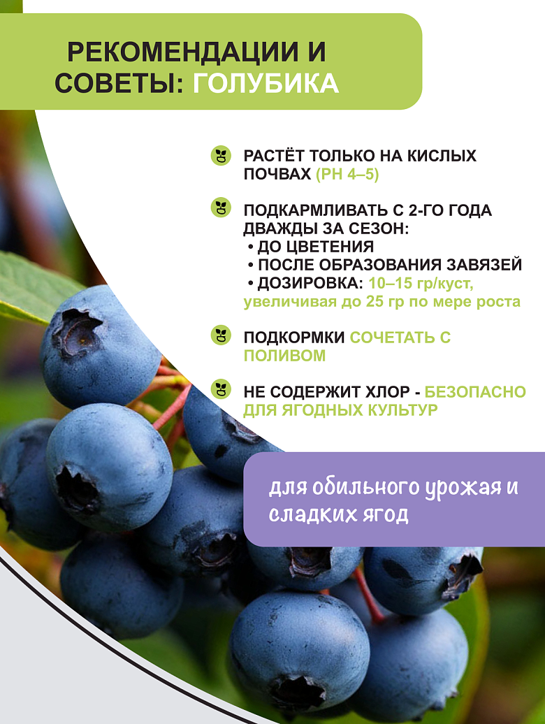 ежевика 5