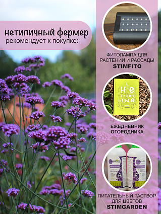 Вербена бонарская Финесс (10шт) НФ
