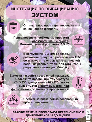 Набор эустом 7 шт.:Бетти, Шарли, Эбони, Баттерфляй, Майли, Каролина, Найтли