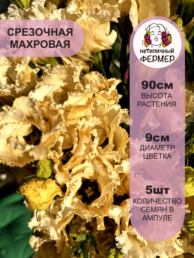 марсела 3.png
