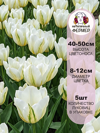 Тюльпан Фостера Вайт Валлей 5 шт.