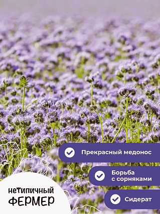 Фацелия пижмолистная 500гр.