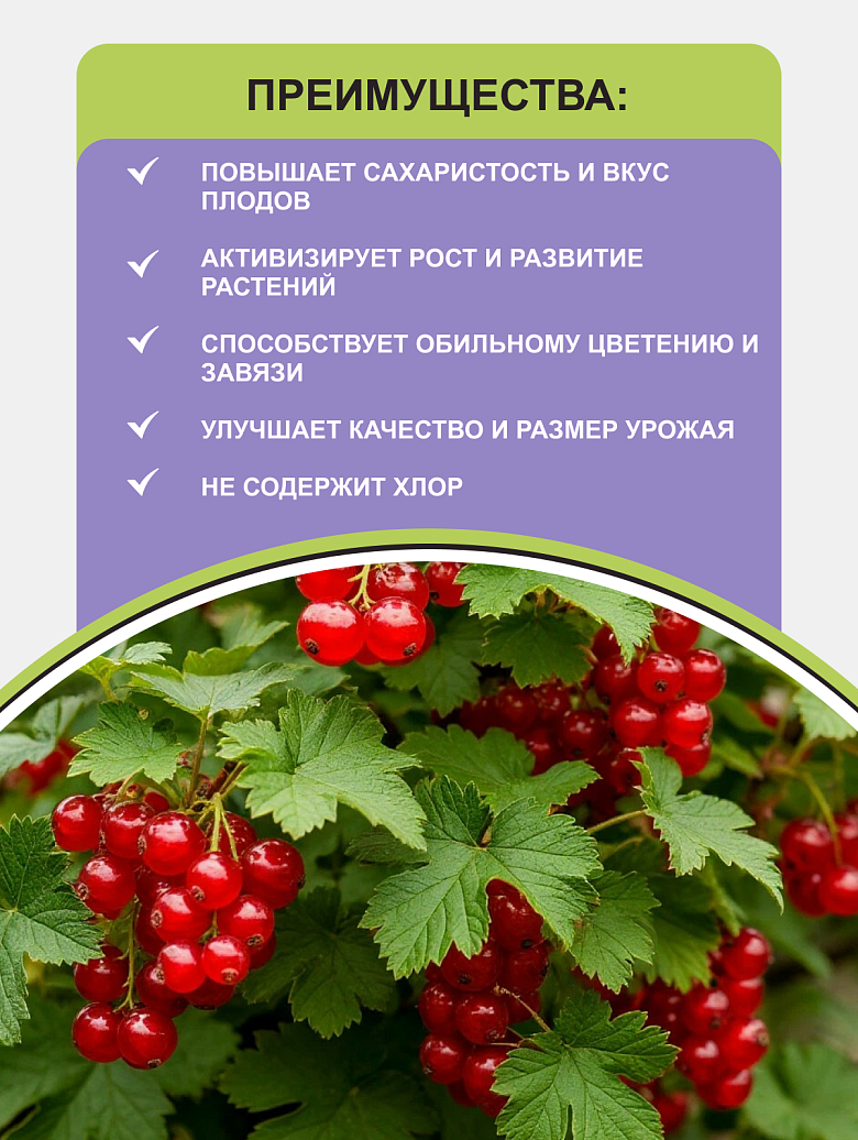 ягоды1