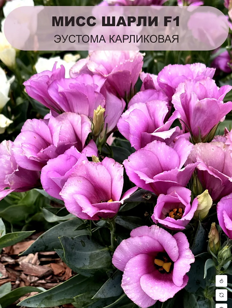 Снимок экрана 2025-12-19 в 00.16.00