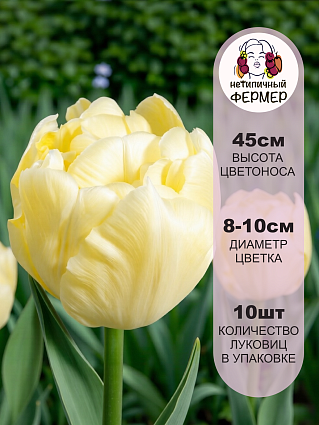 Тюльпан Авант Гард 10 шт.