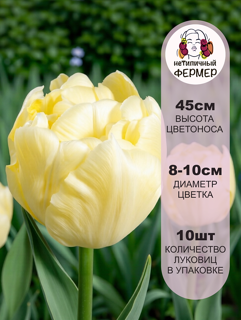 Авант Гард2