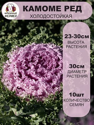 Капуста декоративная Камоме Ред (10шт) НФ