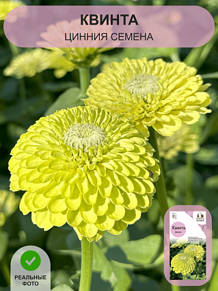 Цинния Квинта (4шт) НФ