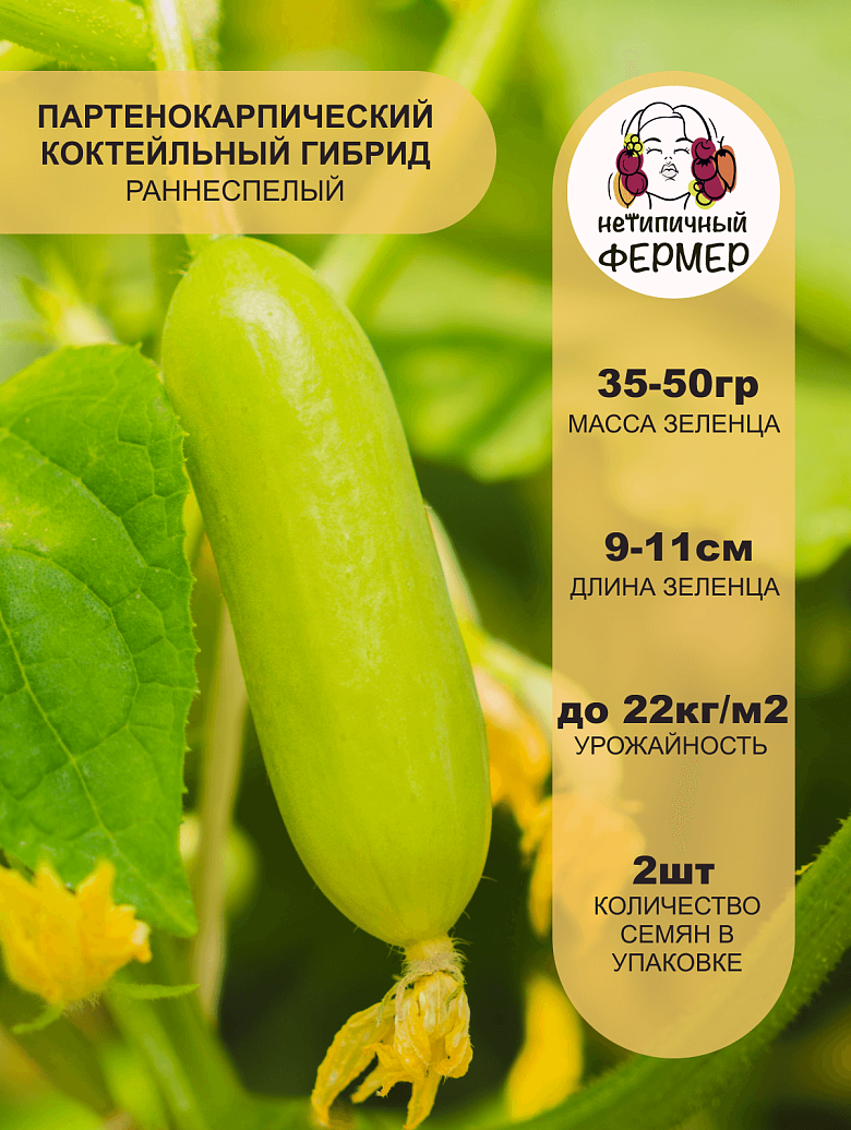 Квинтон2.png