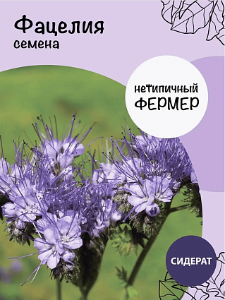 Фацелия пижмолистная 500гр.
