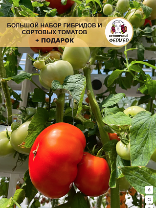 Томат набор:Гилгал,Бариста,Сокровище Инков,Феерия,Тана,Фростед,Джек Пот,Зеленая тайна, Камбай