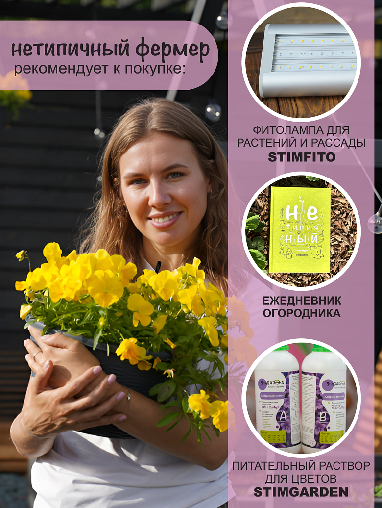 Кул Вэйв голден еллоу5 сайт