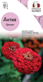 Цинния Антия (4шт) НФ