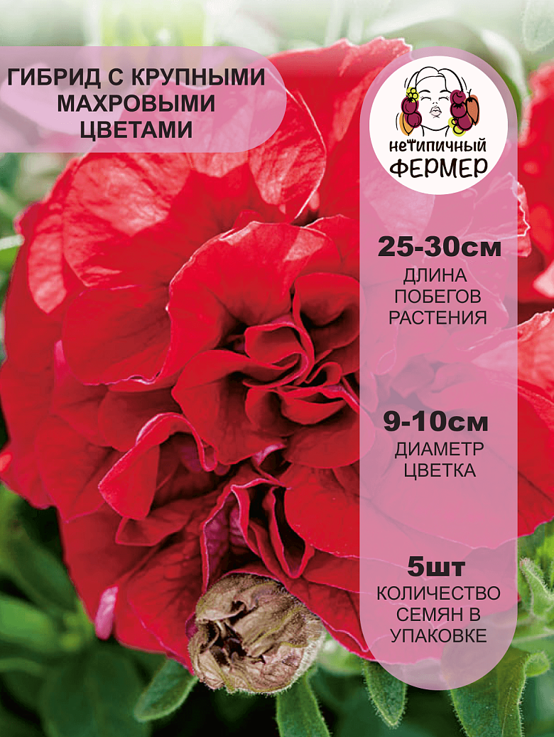 Дабл Каскад Валентин2.png