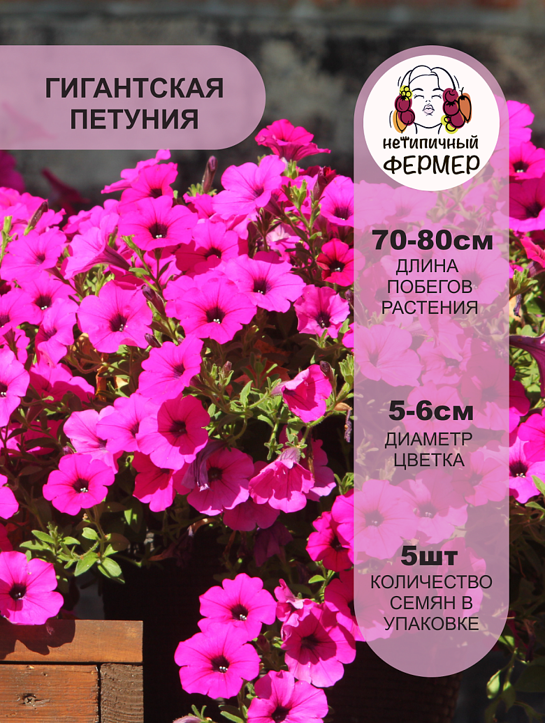 опера парпл2