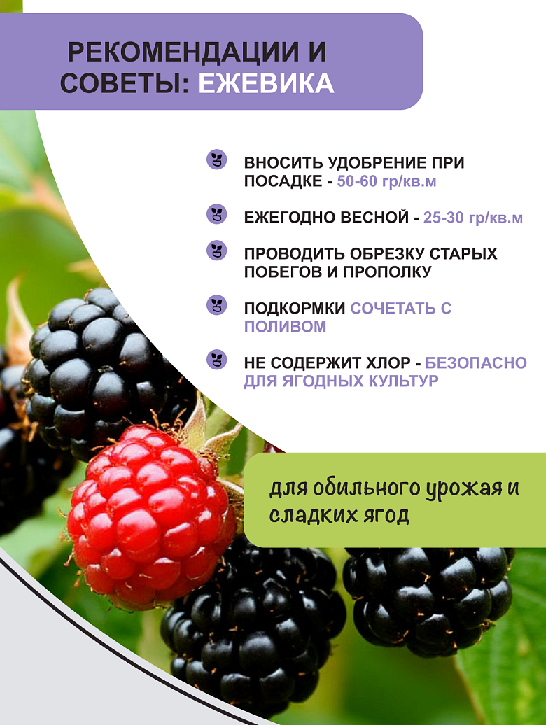 ежевика 6