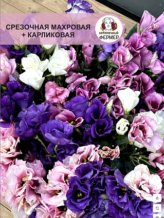 Набор эустом 7 шт.:Бетти, Шарли, Эбони, Баттерфляй, Майли, Каролина, Найтли