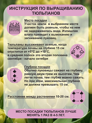 Тюльпан Авант Гард 10 шт.