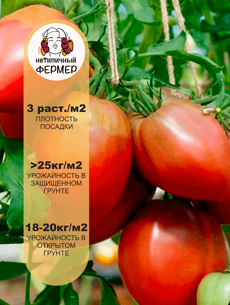 фиол.сердце3.png