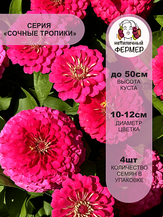 Цинния Космополитен F1 (4шт) НФ