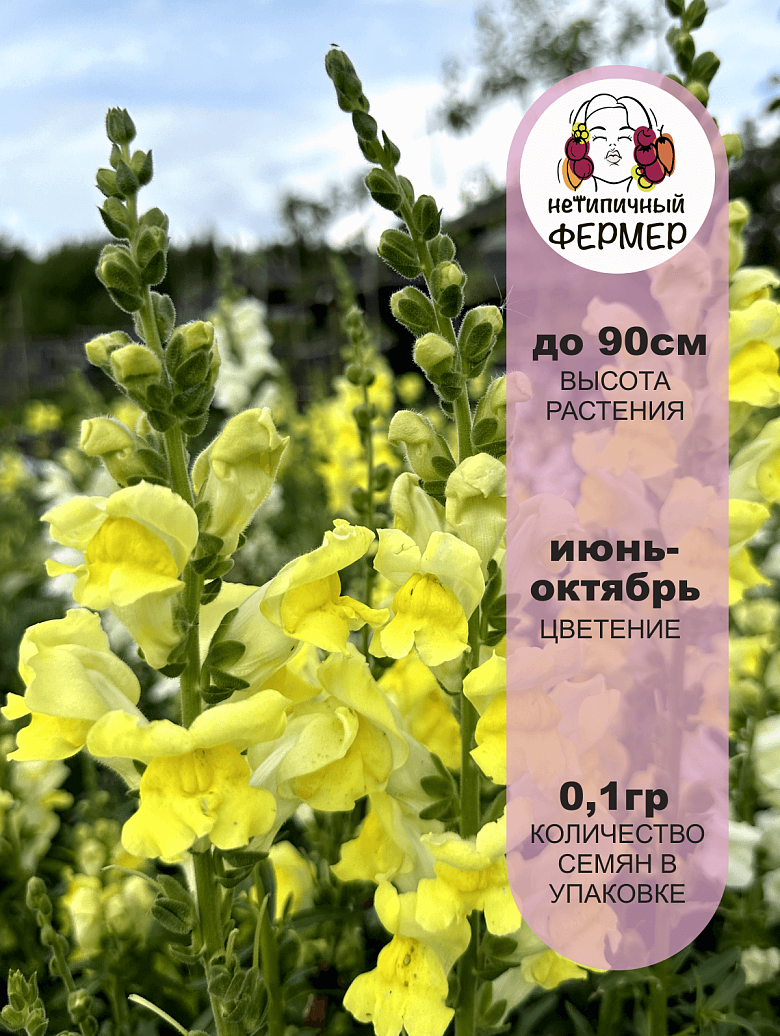 мелина2.png