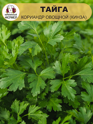 Кориандр овощной (кинза) Тайга (3г) НФ