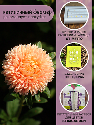 Астра Шамоа (0,1г) НФ