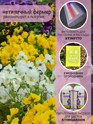 Виола набор Кул Вэйв 4 шт.