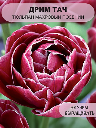 Тюльпан Дрим Тач 5 шт.