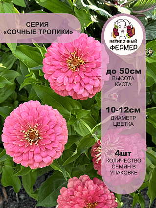 Цинния Примавера F1 (4шт) НФ