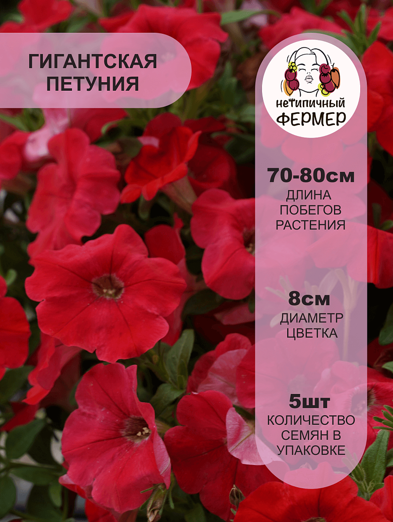 Опера F1 Ред2.png