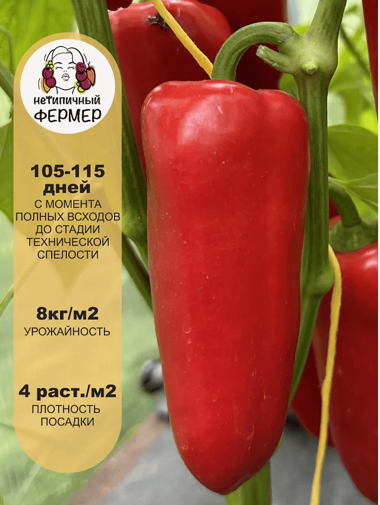 Снимок экрана 2025-09-04 в 22.44.04.png