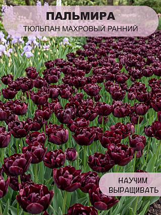 Тюльпан Пальмира 10 шт.