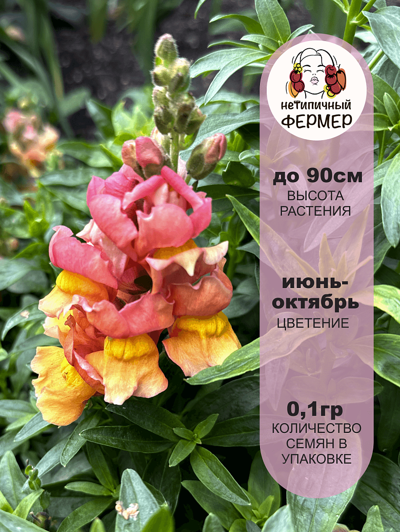 дианта2.png