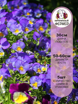 Виола набор Кул Вэйв 4 шт.