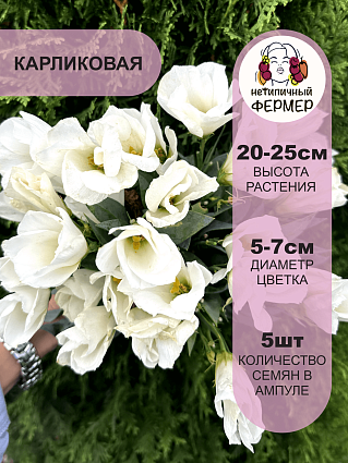 Эустома карликовая Мисс Эбони Бьюти F1 (5шт) НФ