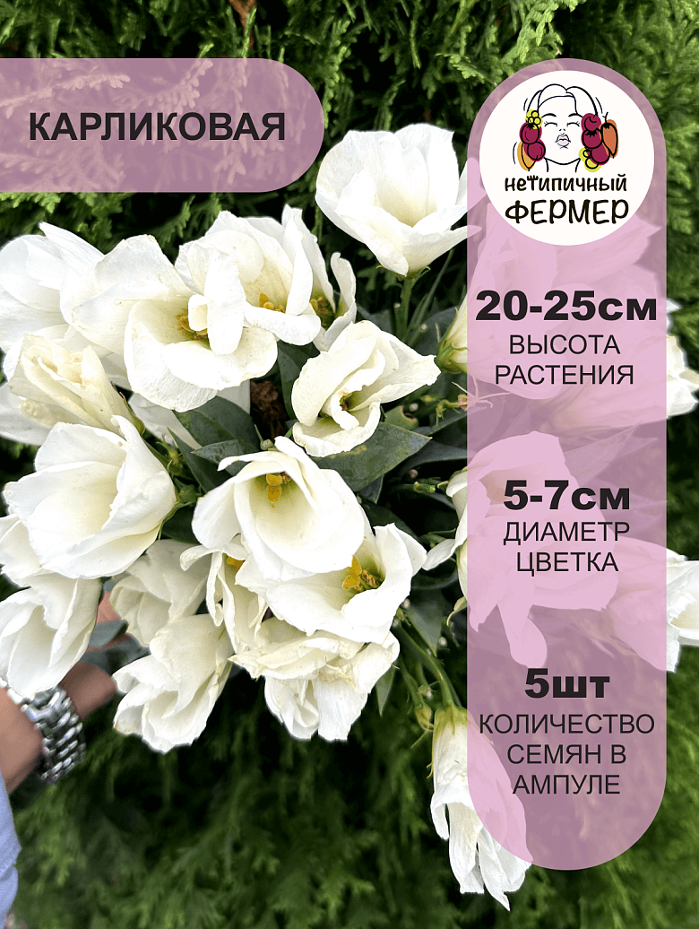 эбонибьюти3.png